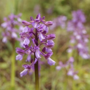 Orchis morio ssp syriaca